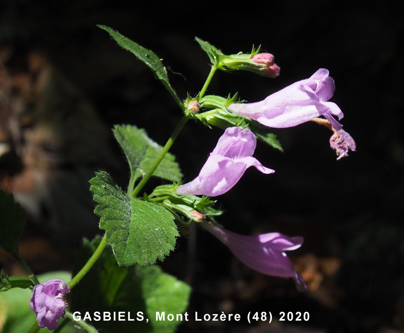 Calamint, Large flowered flower